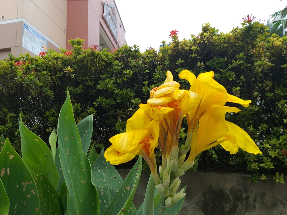 Samsung Galaxy J8 Preview